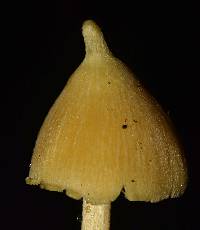 Entoloma murrayi image