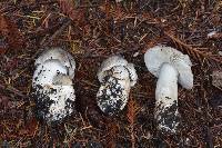 Tricholoma pardinum image