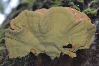 Laetiporus conifericola image