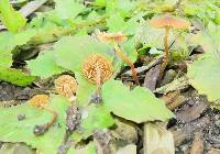 Conocybe rugosa image