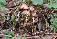 Inocybe calamistrata image