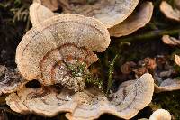 Trametes versicolor image