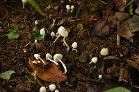 Coprinellus disseminatus image