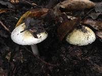 Amanita phalloides image