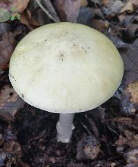 Amanita phalloides image