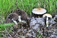 Psilocybe cubensis image