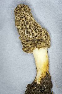 Morchella americana image