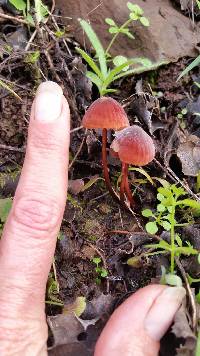 Marasmius plicatulus image