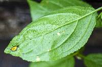 Puccinia coronata image