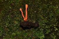 Cordyceps militaris image