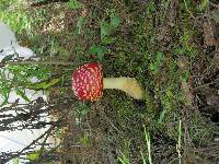 Amanita muscaria image