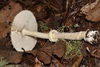 Amanita pantherina image