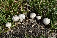 Agaricus campestris image