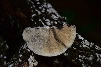 Trametes versicolor image