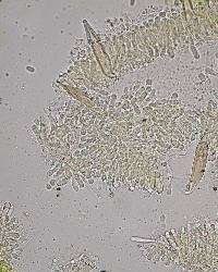 Faerberia carbonaria image