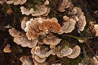 Trametes versicolor image