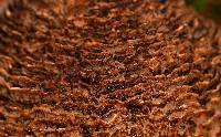 Coltricia montagnei image