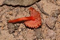 Hygrocybe miniata image