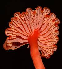 Hygrocybe miniata image