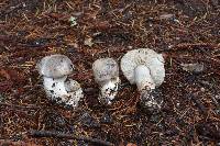 Image of Tricholoma pardinum