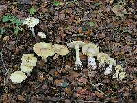 Amanita phalloides image