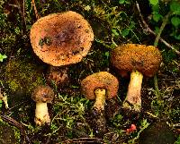 Boletus subvelutipes image