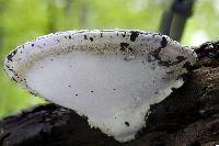Ganoderma applanatum image