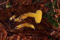 Retiboletus ornatipes image