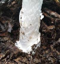 Amanita phalloides image