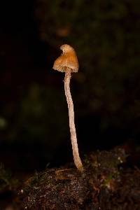 Cortinarius acutus image