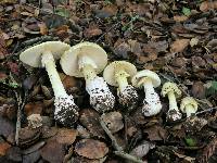 Amanita phalloides image