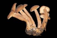 Lactarius rubidus image