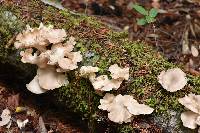 Pleurotus ostreatus image