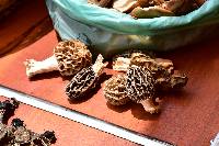 Morchella rufobrunnea image