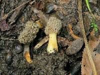 Morchella americana image