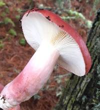 Russula sanguinaria image