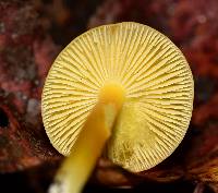 Hygrocybe chlorophana image