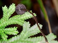 Psilocybe neoxalapensis image