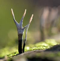 Xylaria hypoxylon image