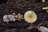 Hypholoma capnoides image