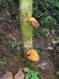 Mycobonia flava image