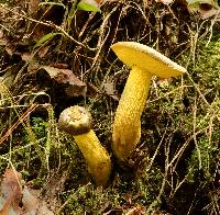 Retiboletus ornatipes image