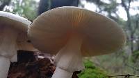 Amanita phalloides image