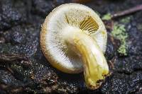 Hypholoma fasciculare image