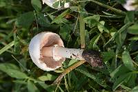 Agaricus campestris image