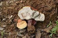 Ganoderma curtisii image