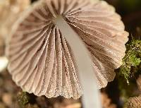 Coprinellus disseminatus image