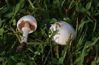 Agaricus campestris image