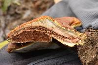 Ganoderma curtisii image