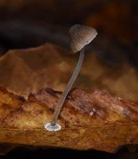 Mycena stylobates image